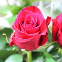 Bouquet Desir Roses rouges 60cm Livraison de bouquets de fleurs pas cher caliptus