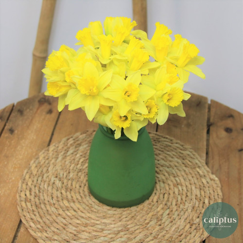 Bouquet de Narcisse - Livraison Incluse Livraison de bouquets de fleurs pas cher caliptus