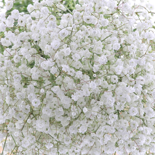 Gypsophile blanc à la Tige Composez votre bouquet en ligne pas cher caliptus