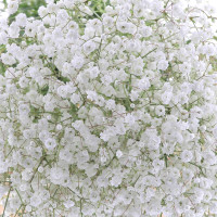 Gypsophile Blanc à la Tige Composez votre bouquet en ligne pas cher caliptus