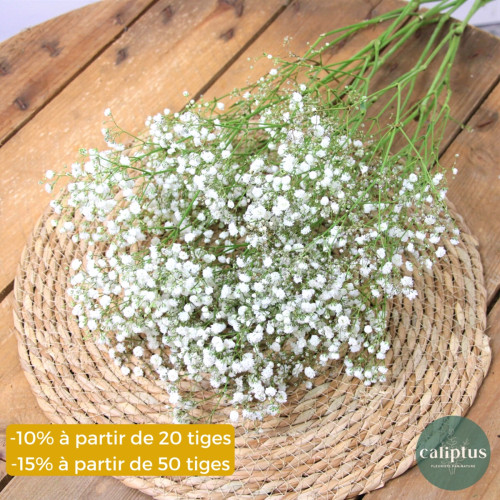 Gypsophile Blanc à la tige - 80cm Composez votre bouquet en ligne pas cher caliptus
