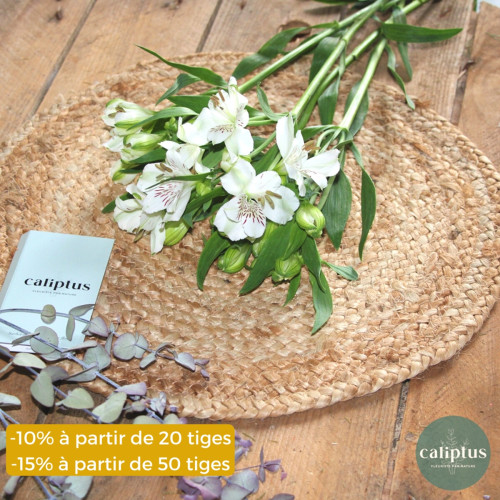 Alstroméria Blanc à la tige - 70cm Composez votre bouquet en ligne pas cher caliptus