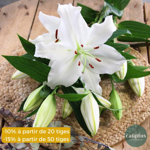 Lys blanc à la tige - 70-80cm Composez votre bouquet en ligne pas cher caliptus