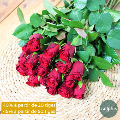 Rose Rouge à la tige - 60cm Composez votre bouquet en ligne pas cher caliptus