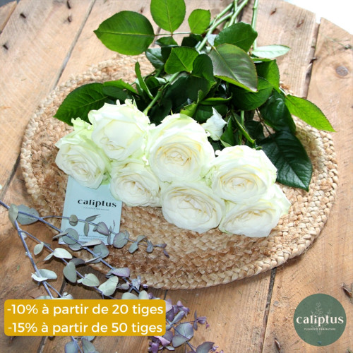 Rose Blanche à la tige - 60cm Composez votre bouquet en ligne pas cher caliptus