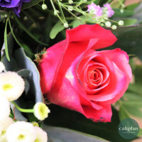 Bouquet du Fleuriste Livraison de bouquets de fleurs pas cher caliptus