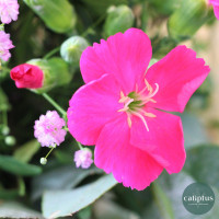 Bouquet du Fleuriste Livraison de bouquets de fleurs pas cher caliptus