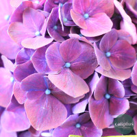 Bouquet du Fleuriste Livraison de bouquets de fleurs pas cher caliptus