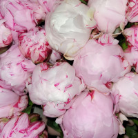 Bouquet Pivoine et sa Bougie parfum vintage Découvrez nos packs "Idées Cadeaux" pas cher caliptus