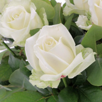 Abonnement - Bouquet Pureté - Roses Blanches 60 cm Accueil pas cher caliptus