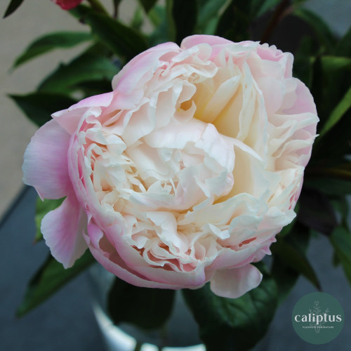 Bouquet de Pivoines Livraison de bouquets de fleurs pas cher caliptus