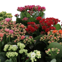 Kalanchoé Mixte Plantes d'extérieur pas cher caliptus