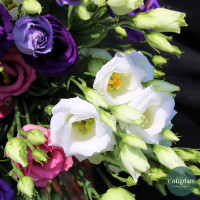 Bouquet de Lisianthus Livraison de bouquets de fleurs pas cher caliptus