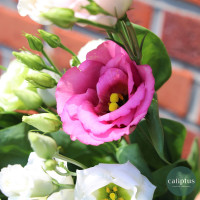 Bouquet de Lisianthus Livraison de bouquets de fleurs pas cher caliptus