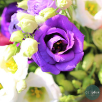 Bouquet de Lisianthus Livraison de bouquets de fleurs pas cher caliptus
