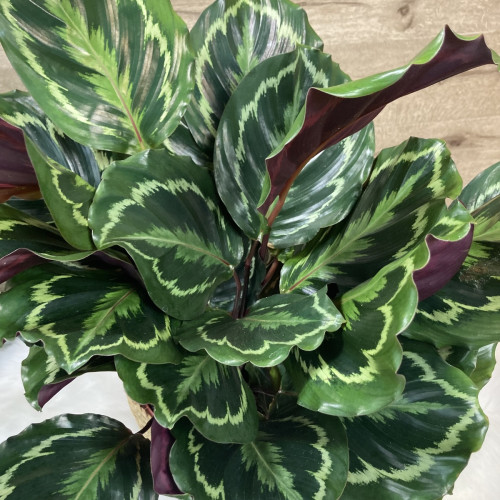 Plante verte surprise – Sélection du fleuriste à 49,99€ seulement Plantes d'intérieur pas cher caliptus