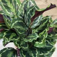 Plante verte surprise – Sélection du fleuriste à 49,99€ seulement Plantes d'intérieur pas cher caliptus