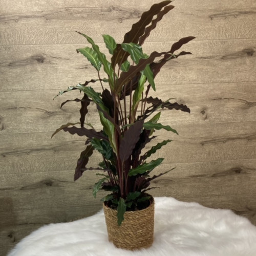 Coup de cœur du fleuriste – Plante verte à 59,99€ seulement Plantes d'intérieur pas cher caliptus