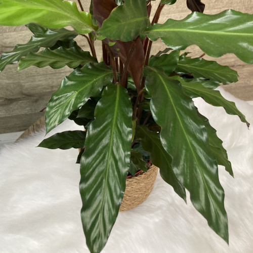 Coup de cœur du fleuriste – Plante verte à 59,99€ seulement Plantes d'intérieur pas cher caliptus