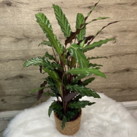 Coup de cœur du fleuriste – Plante verte à 59,99€ seulement Plantes d'intérieur pas cher caliptus