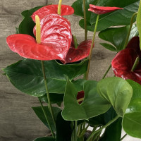 Anthurium Plantes intérieures pas cher caliptus