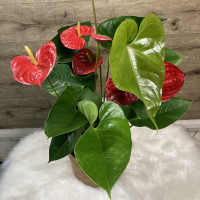 Anthurium Plantes intérieures pas cher caliptus