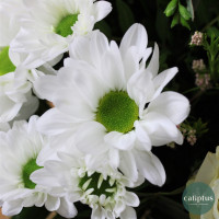 Bouquet Bonheur Blanc- Livraison incluse Livraison de bouquets de fleurs pas cher caliptus