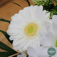 Bouquet Bonheur Blanc- Livraison incluse Livraison de bouquets de fleurs pas cher caliptus