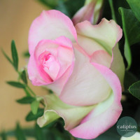 Bouquet Bonheur Rose - Livraison incluse Livraison de Fleurs coupées pas cher caliptus