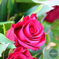 Bouquet Amour - Livraison incluse Livraison de bouquets de fleurs pas cher caliptus