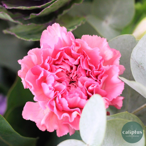 Bouquet Champêtre M - Livraison Incluse Livraison de Fleurs coupées pas cher caliptus