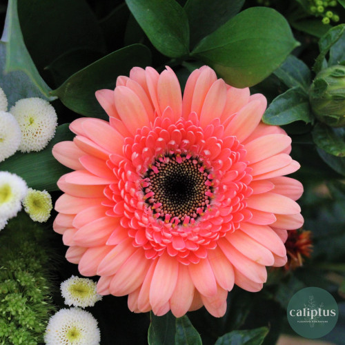 Bouquet Champêtre L Livraison de Fleurs coupées pas cher caliptus