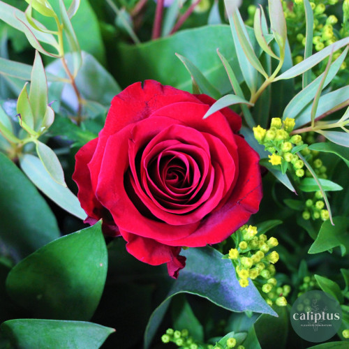 Bouquet Champêtre L Livraison de Fleurs coupées pas cher caliptus