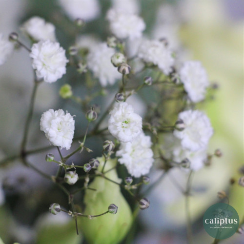 Bouquet chic L et sa bougie Livraison de Fleurs coupées pas cher caliptus