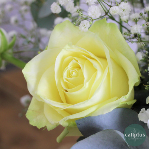 Bouquet chic XL Livraison de Fleurs coupées pas cher caliptus