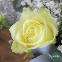 Bouquet chic XL Livraison de Fleurs coupées pas cher caliptus