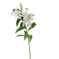Lys blanc à la tige - 70-80cm Composez votre bouquet en ligne pas cher caliptus