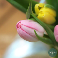 Bouquet de 50 tulipes pour 49,90€( livraison inclus) Livraison de bouquets de fleurs pas cher caliptus