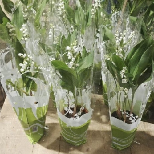 Muguet en pot 39,90€ les 2 pots Livraison incluse Accueil pas cher caliptus
