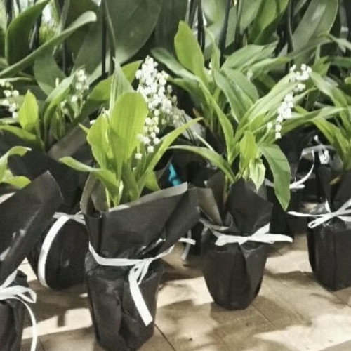Muguet en pot 39,90€ les 2 pots Livraison incluse Accueil pas cher caliptus