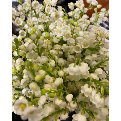Bouquet Brins de Muguet Livraison de bouquets de fleurs pas cher caliptus