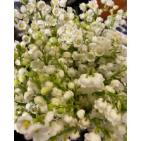 39,9€ le Bouquet de 15 Brins de Muguet (Nantais 1er choix Aqua) Livraison de bouquets de fleurs pas cher caliptus