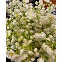 Bouquet Brins de Muguet Livraison de bouquets de fleurs pas cher caliptus