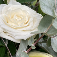 Bouquet Naissance Livraison de Fleurs coupées pas cher caliptus