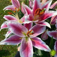 Lys Rose à la Tige Composez votre bouquet en ligne pas cher caliptus