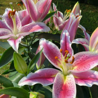 Lys Rose à la Tige Composez votre bouquet en ligne pas cher caliptus