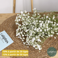 Gypsophile blanc à la Tige Composez votre bouquet en ligne pas cher caliptus