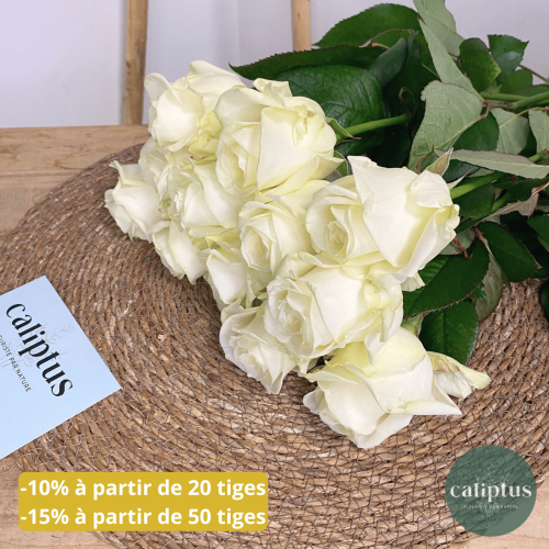 Rose blanche à la Tige Composez votre bouquet en ligne pas cher caliptus
