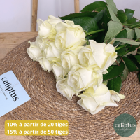 Rose blanche à la Tige Composez votre bouquet en ligne pas cher caliptus
