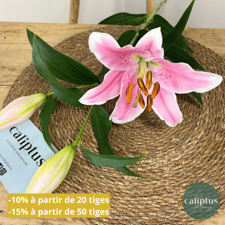 Lys rose à la Tige Composez votre bouquet en ligne pas cher caliptus